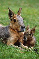 Patagonian cavy / mara with young {Dolichotis patagonum} captive, from Argentina