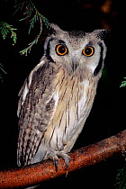 White faced scops owl {Otus leucotis} captive, from Africa