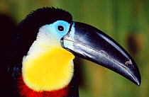 Channel billed toucan portrait {Ramphastos vitellinus} captive, from South America