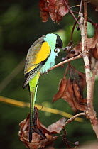 Hooded parrot {Psephotus dissimilis} captive, from Australia