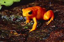 Golden mantella frog {Mantella aurantiaca} captive, from Madagascar