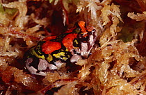 Painted / Rainbow burrowing frog {Scaphiophryne gottlebei} captive, from Madagascar