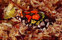 Painted / Rainbow burrowing frog {Scaphiophryne gottlebei} captive, from Madagascar