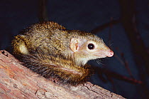 Pygmy tree shrew {Tupaia minor} captive, from Asia