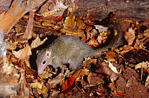 Belanger's tree shrew {Tupaia belangeri} captive