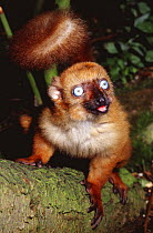 Sclater's black lemur {Eulemur macaco flavifrons} captive, from Madagascar