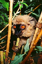 Sanford's brown lemur {Eulemur fulvus sanfordi} captive, from Madagascar