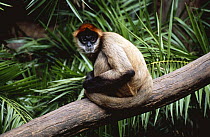 Black handed spider monkey {Ateles geoffroyi} captive, from Central America