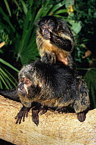 White faced saki monkey {Pithecia pithecia} with young, captive, from South America