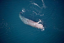 Aerial view of Sperm whale feeding, possibly on giant squid, Mexico