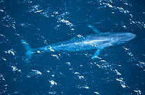 Aerial view of blue whale {Balaenoptera musculus}, Sea of Cortez, Mexico