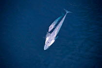 Aerial view of Blue whale + calf {Balaenoptera musculus} Sea of Cortez, Mexico