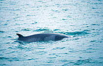 Minke whale surfacing {Balaenoptera acutorostrata} Skjalfandi Bay, Iceland