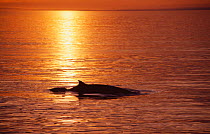Minke whale surfacing in midnight sun {Balaenoptera acutorostrata} Skjalfandi Bay,