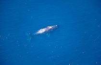 Aerial view of North Pacific right whale (Eubalaena japonica)