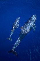 Melon headed whale + calf bow riding {Peponocephala electra} Maldives