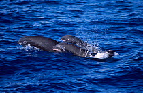 Three Melon headed whales surfacing {Peponocephala electra} Maldives