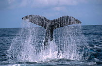 Humpback whale lobtailing {Megaptera novaengliae} Dominican Republic, Caribbean