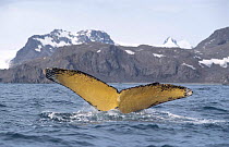 Humpback whale fluking {Megaptera novaengliae} Antarctica