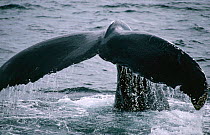 Humpback whale fluking {Megaptera novaengliae} Atlantic, USA