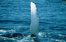 Humpback whale, pectoral fin slapping water {Megaptera novaengliae} USA Atlantic coast