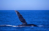 Humpback whale, pectoral fin slapping water {Megaptera novaengliae} Ecuador, Machalilla