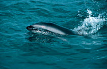 Dusky dolphin surfacing {Lagenorhynchus obscurus} Kaikoura, New Zealand
