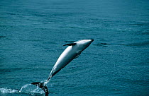 Dusky dolphin breaching {Lagenorhynchus obscurus} Kaikoura, New Zealand