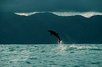 Dusky dolphin breaching {Lagenorhynchus obscurus} Kaikoura, New Zealand