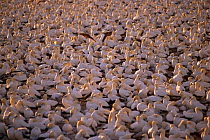 Nesting colony of Cape gannets {Sula capensis} Lamberts Bay, South Africa