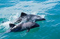 Two Heaviside's dolphins {Cephalorhynchus heavisidii} Lamberts Bay, South Africa