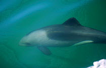 Heaviside's dolphin {Cephalorhynchus heavisidii} Lamberts Bay, South Africa