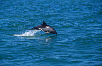 Heaviside's dolphin jumping {Cephalorhynchus heavisidii} South Africa, Lamberts Bay