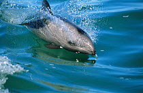 Heaviside's dolphin {Cephalorhynchus heavisidii} Lamberts Bay, South Africa