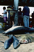Dusky dolphin killed in dolphin hunt for sale in market, Peru {Lagenorhynchus obscurus}