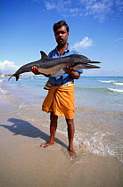 Spinner dolphin drowned in fishing net {Stenella longirostris} Sri Lanka