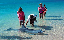 Tourists with Bottlenose dolphin in shallows, Monkey Mia, Western Australia