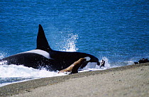 Killer whale {Orcinus orca} hunting sealion pup Patagonia, Argentina
