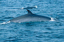 Bryde's whale {Balaenoptera edeni} Shikoku Is, Japan