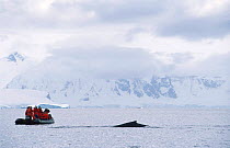 Watching Humpback whale from inflatable, Antarctica {Megaptera novaengliae}