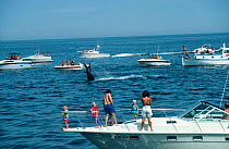 Whale watching tourist boats overcrowd diving Humpback whale, New England, USA