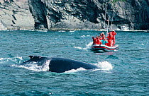 Watching Humpback whale from inflatable, Newfoundland, Canada {Megaptera novaengliae}