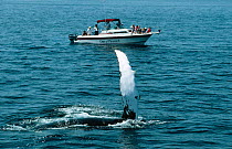 Watching Humpback whale from boat, New England, USA {Megaptera novaengliae}