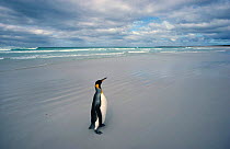 King penguin {Aptenodytes patagoni} alone on beach, Falkland Islands