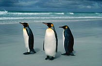 Three King penguins on beach {Aptenodytes patagoni} Falkland Islands