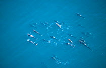 Aerial view of pod of Short finned pilot whales, Sea of Cortez, Mexico {Globicephala macrorhynchus}
