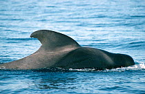 Short finned pilot whale {Globicephala macrorhynchus} Tenerife, Canary Is