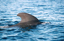 Short finned pilot whale {Globicephala macrorhynchus} Tenerife, Canary Is