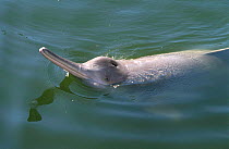 Yangtze river dolphin {Lipotes vexillifer} captive, Wuhan, China, critically endangered