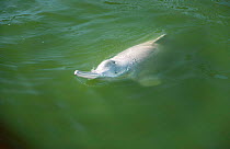 Yangtze river dolphin {Lipotes vexillifer} captive, Wuhan, China, crit endangered